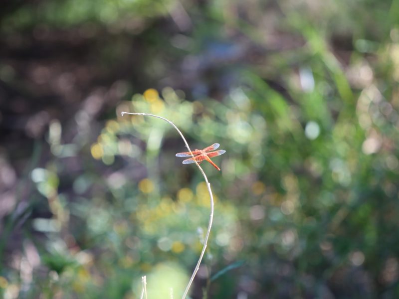 20240928 - Tucsontrip dragonflies day - (14)