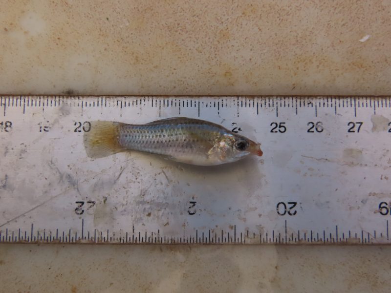 20250910 - Fotos de sitios i monitoreos - (60)