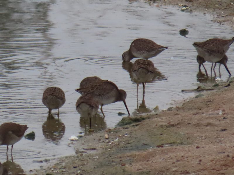 20260211 - Pics birds - Gera - Camara JC - monitoreo de aves - (26)